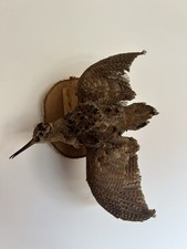 Taxidermy taxidermie tassiderm usato  Torino