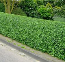 Wild privet hedging for sale  NEWTOWNARDS