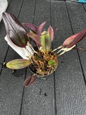 Miniaturorchidee rchidee restr gebraucht kaufen  Dresden