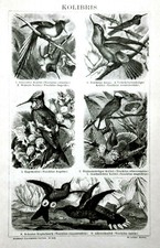 1894.stampa xilografica origin usato 1894.stampa xilografica origin usato  Pozzallo