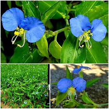 spiderwort plants for sale spiderwort plants for sale Sugar Land