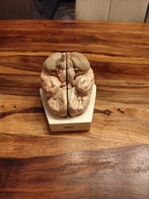 Phywe anatomisches modell gebraucht kaufen Phywe anatomisches modell gebraucht kaufen  Berlin