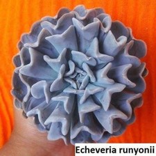 Echeveria runyonii seeds for sale  Marietta