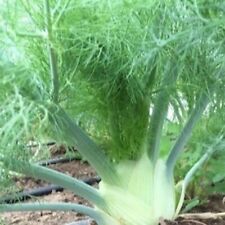 200 florence fennel for sale  Buffalo