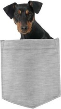 German pinscher dog for sale  Pottstown