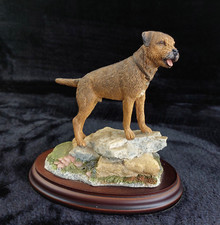 Best breed border for sale  GATESHEAD