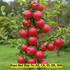 Apple tree 3gal for sale  Vero Beach