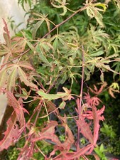 plants gone for sale plants gone for sale Woodburn