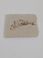Fossil green river for sale  Tucson