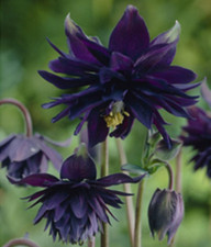 Black barlow aquilegia for sale  SOUTH CROYDON