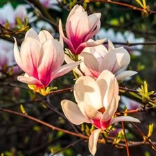 magnolia saucer for sale magnolia saucer for sale Mcminnville