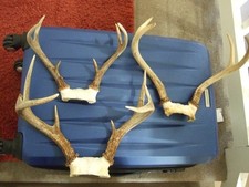 Whitetail deer antlers for sale  Uncasville