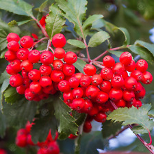 Sorbus aucuparia mountain for sale  UK