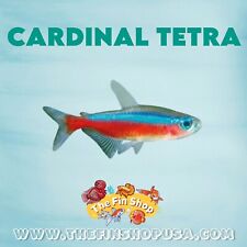 Pack cardinal tetra for sale  Garden Grove