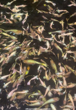 Live full gold for sale  Spring