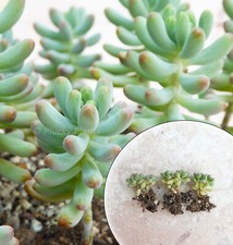 Sedum pachyphyllum succulent for sale  FAKENHAM