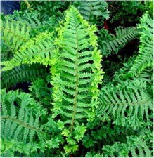 Dryopteris fern cristata for sale  PRESTON