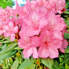 Large rhododendron flowering for sale  BALLYMENA