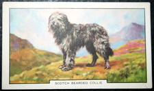 Scotch bearded collie d'occasion  Expédié en Belgium