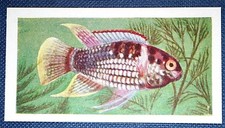 Dome head fish for sale  DERBY