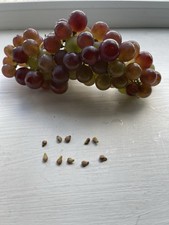Vitis vinifera red for sale  LONDON