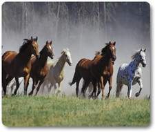 American quarter horse for sale  San Bernardino