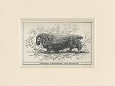 Sussex spaniel rare for sale  COLEFORD