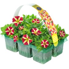 Petunia amore queen for sale  UK