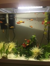 Platies sale mouth for sale  LONDON
