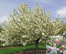 Malus sugar tyme for sale  KING'S LYNN