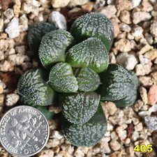 Haworthia mordo pygmaea for sale  Pacoima