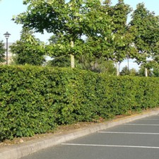 250 native hornbeam for sale  NEWTOWNARDS