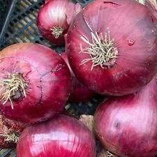 Onion sets red for sale  GLASGOW