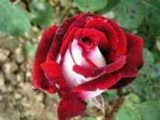 Samen siris rose gebraucht kaufen  Versand nach Germany
