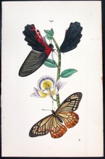 1854 westwood arcana usato  Urbino