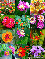 Exotic lantana mix for sale  Miami