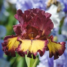 Pick bearded iris for sale  Hayden