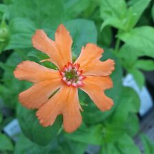 Silene sieboldii fire for sale  NORWICH
