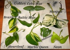 Pothos cuttings bundle for sale  Mariposa