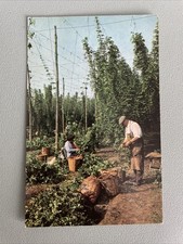 hop picking for sale hop picking for sale NEWBIGGIN-BY-THE-SEA