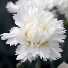 Dianthus scent first for sale  UK