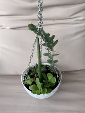 Rooted live succulent for sale  Spring Hill