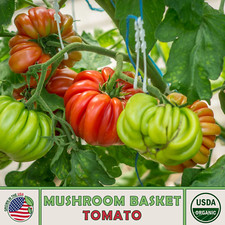 Mushroom basket tomato for sale  Venice