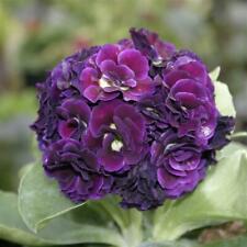 Primula auricula purple for sale  STANLEY