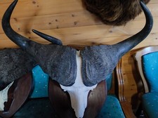 Geweih trophäe afrika gebraucht kaufen  Elsfleth