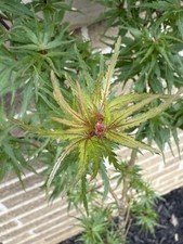 Acer palmatum incognito for sale  Independence
