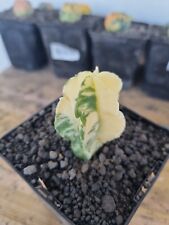 Astrophytum myriostigma varieg d'occasion  France