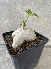 Kedrostis africana cucurbitace gebraucht kaufen  Hannover
