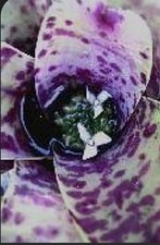 Neoregelia blueberry muffin for sale  Homosassa