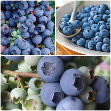 Blueberry fruit plants for sale  BOSTON